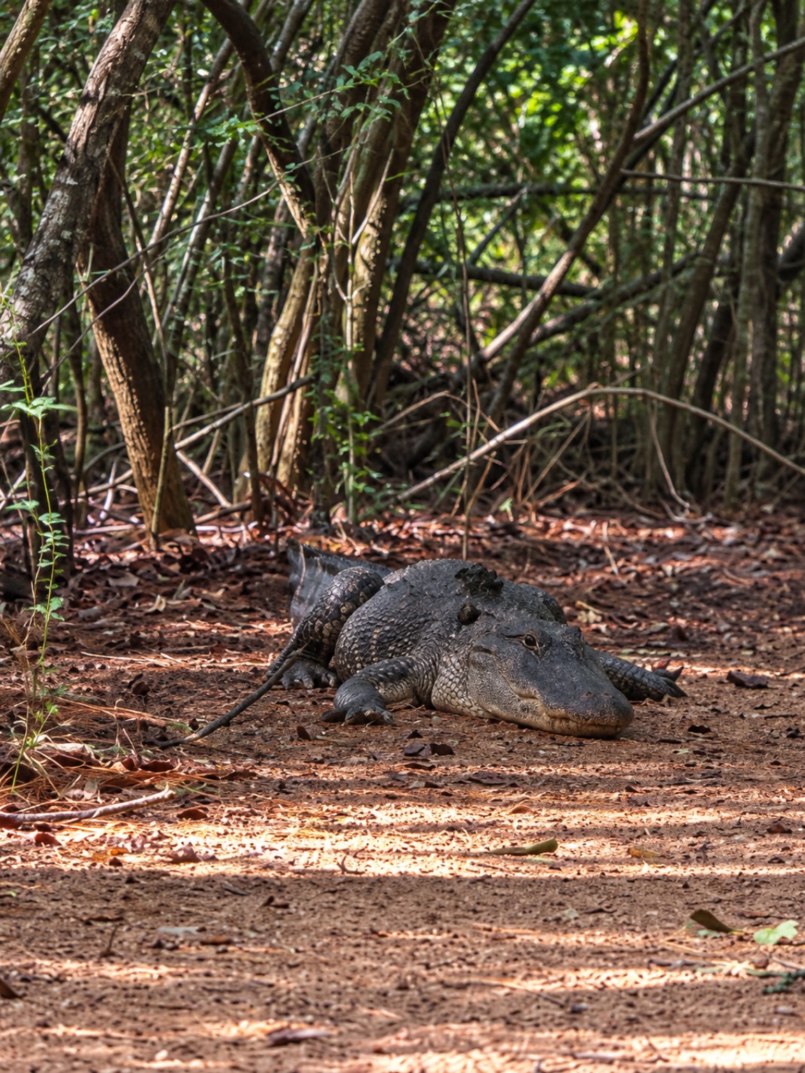 Alligator resting on a shaded woodland path at Sheldon Lake