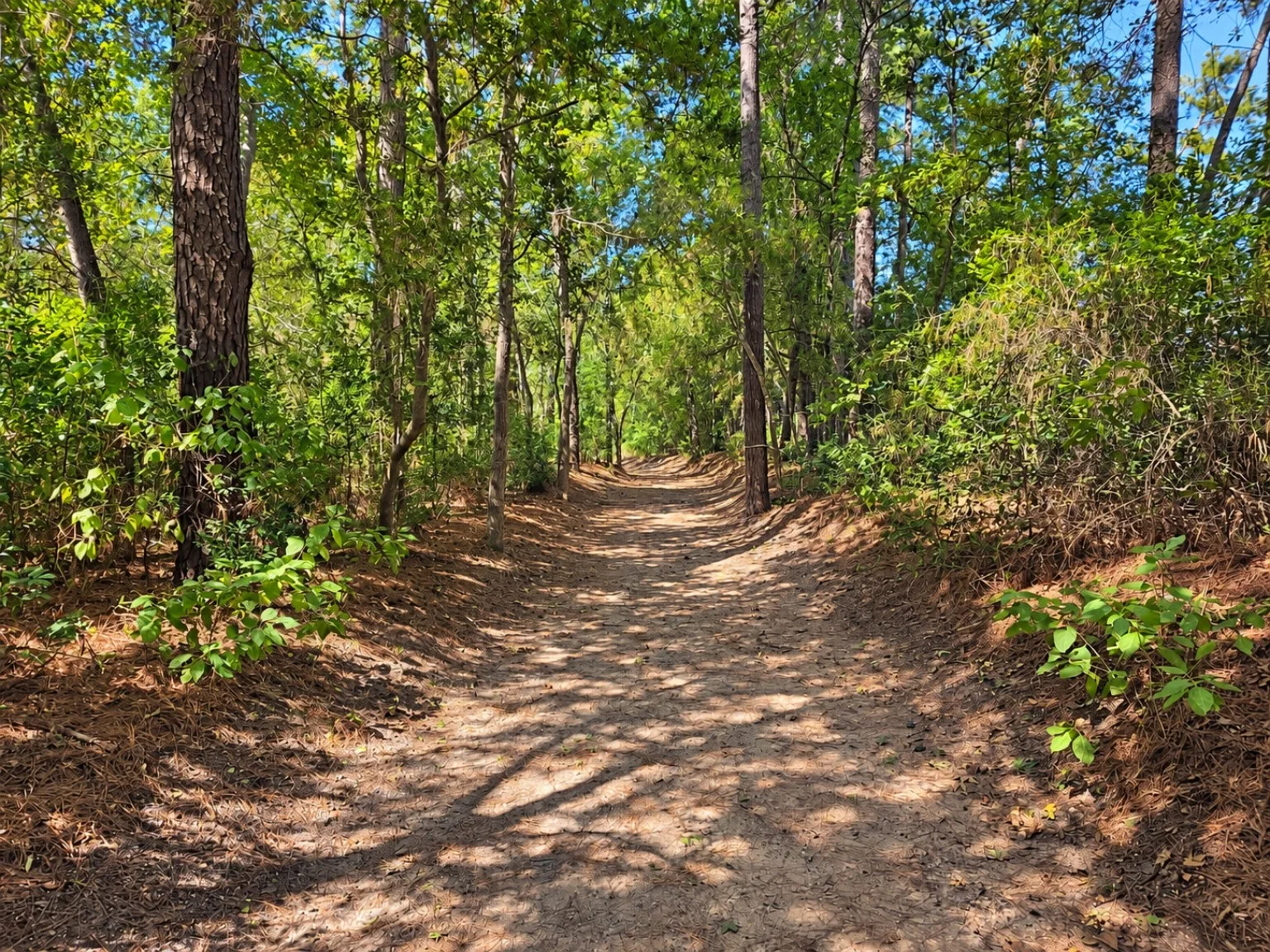 Sandy trail between tall tree trunks