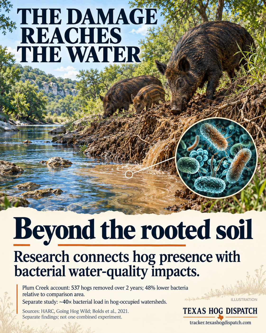 Illustrated wild hogs disturbing a stream bank with a bacteria inset and the headline The Damage Reaches the Water.