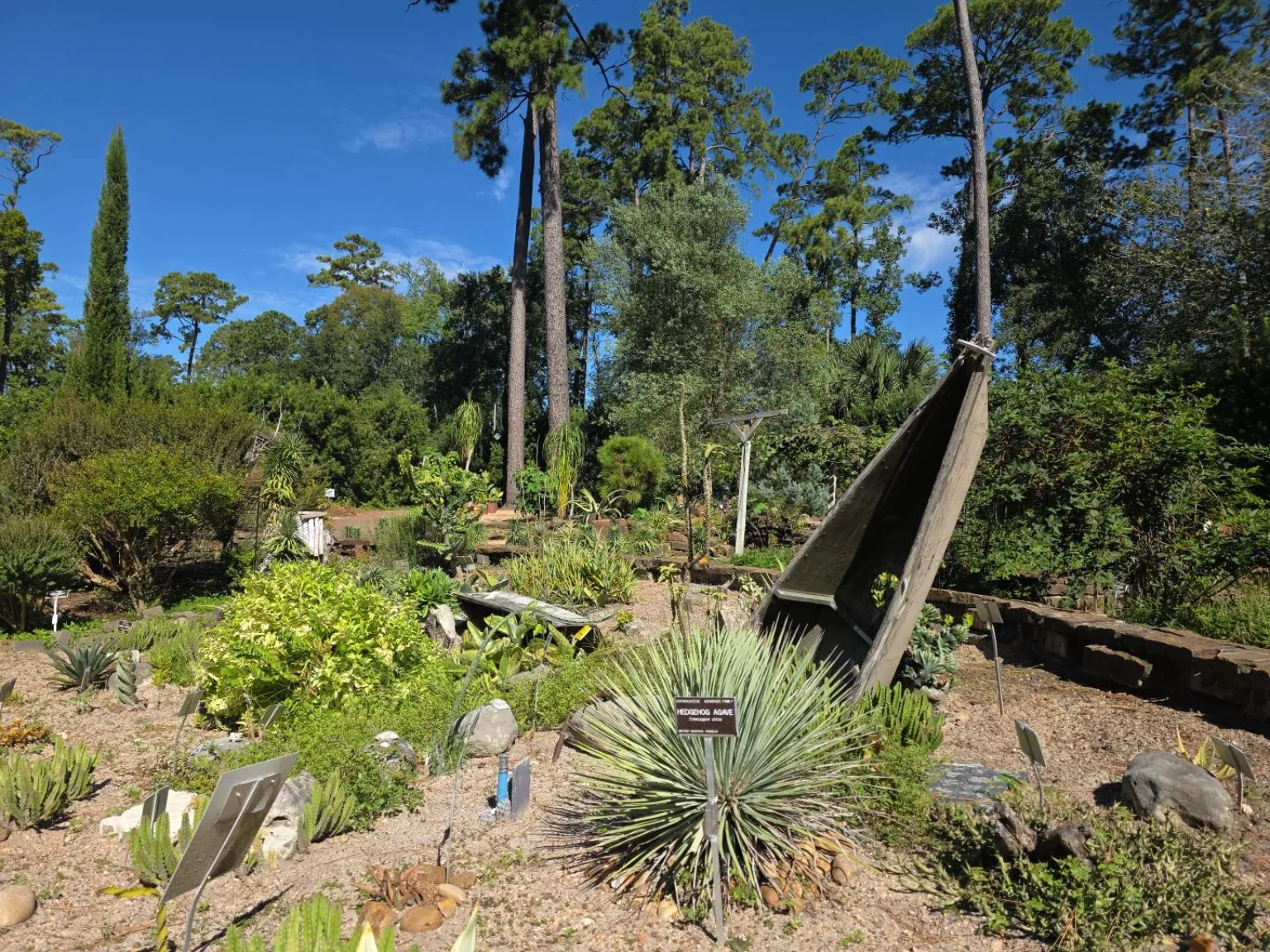 Succulent garden with rocks and an upright wooden boat