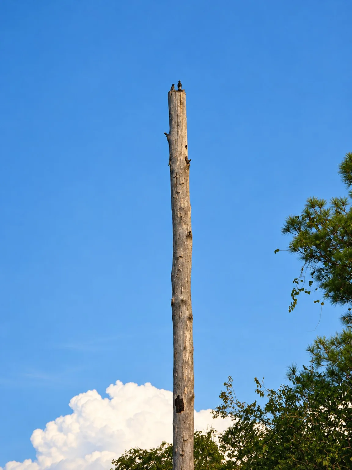 Two birds perched at the top of a bare trunk