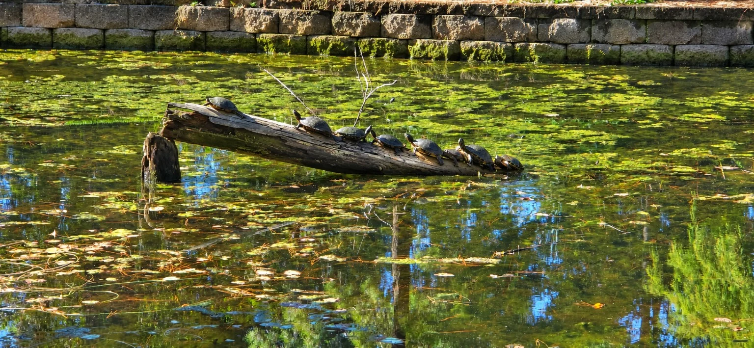 Turtles resting on a pond log