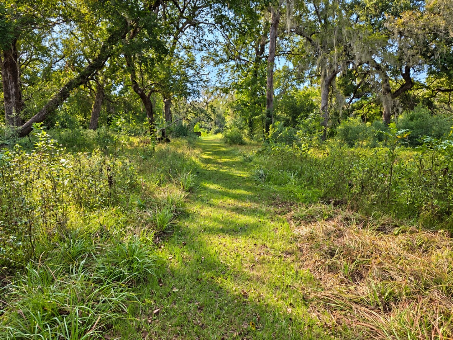 A grassy path continuing between sunlit trees and native greenery.