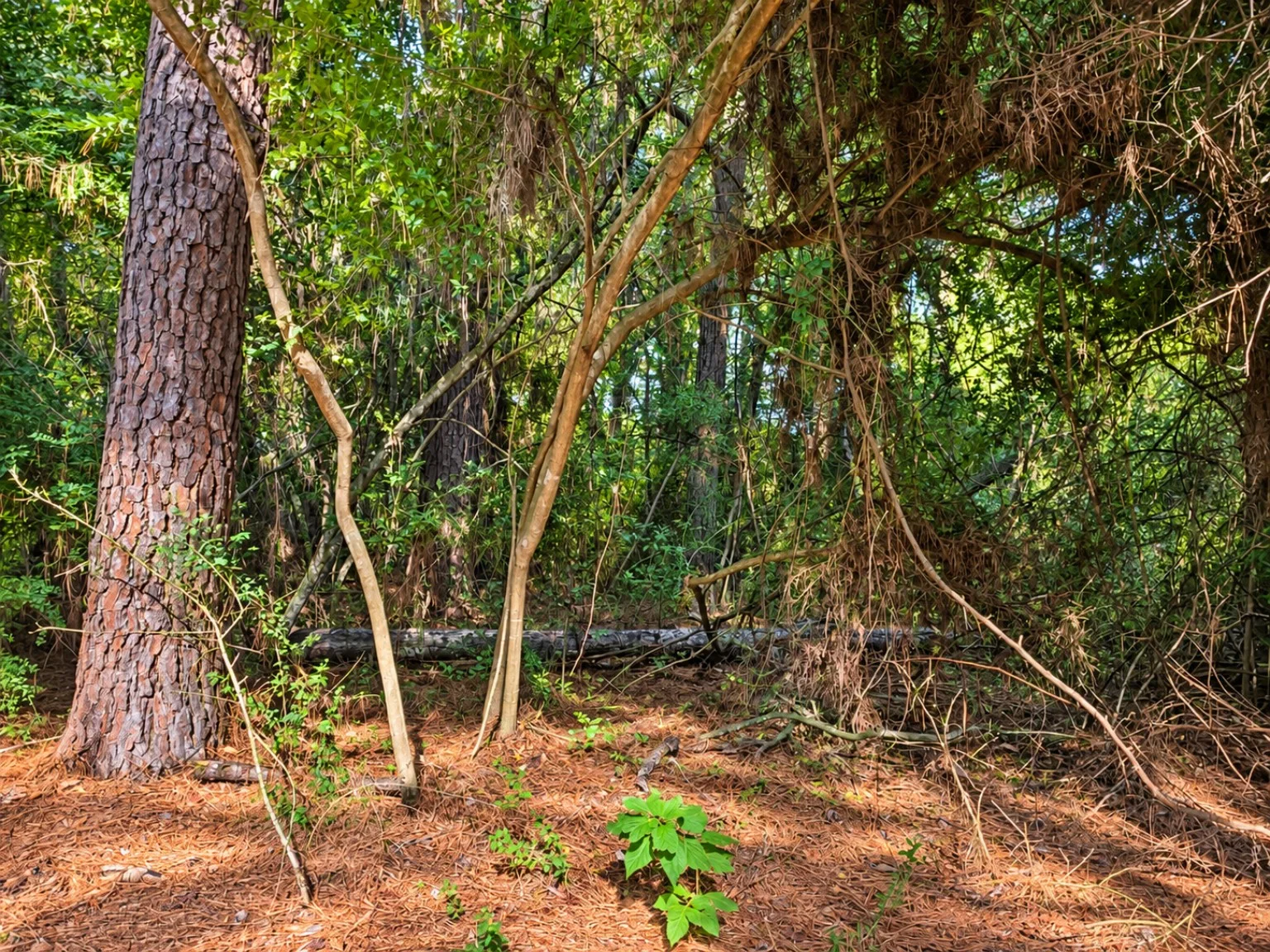 Woodland understory with vines, fallen wood and small stems