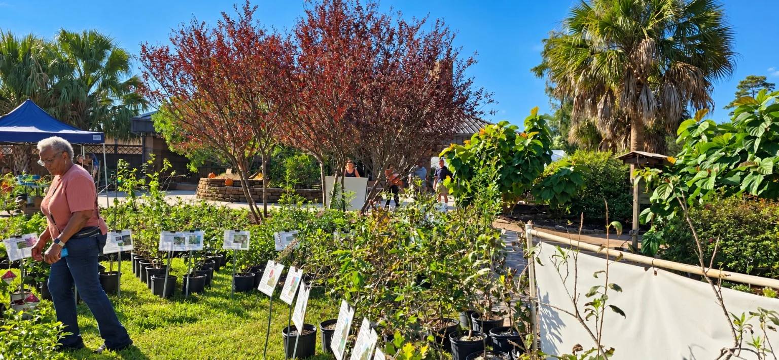 Plant displays beside a red-leafed tree