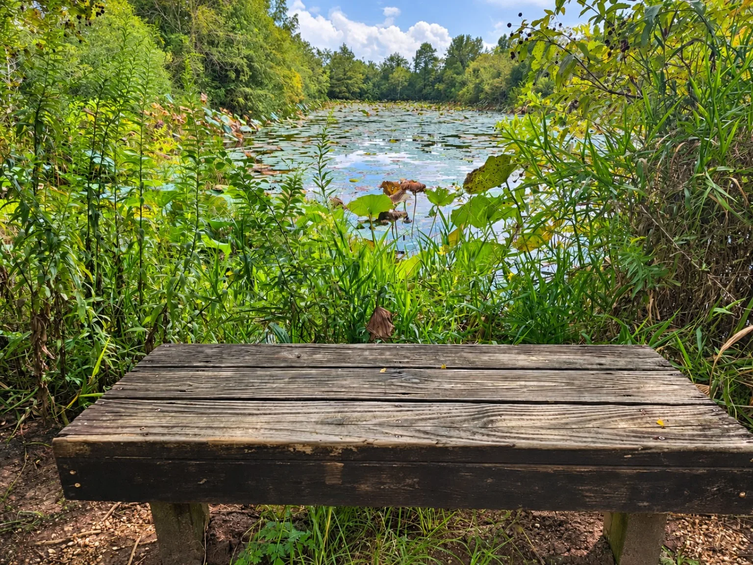 Bench facing a pond covered in floating leaves