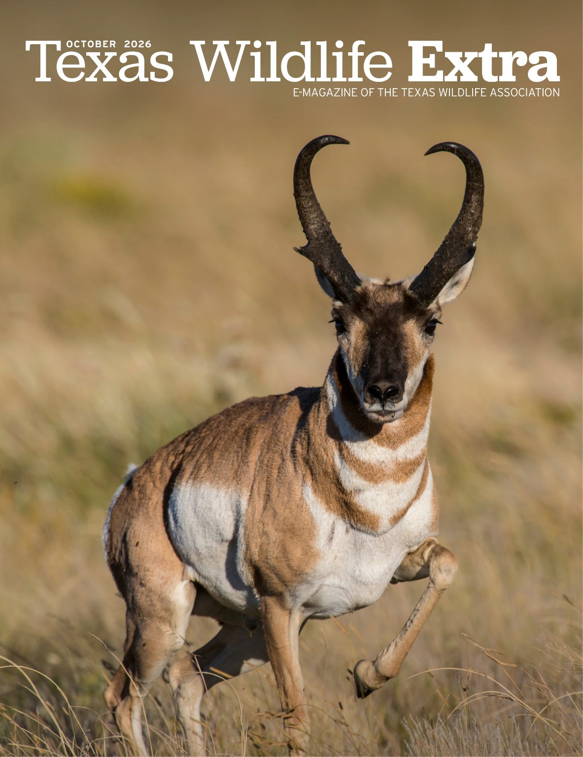 October 2026 cover of Texas Wildlife Extra featuring a pronghorn in grassland