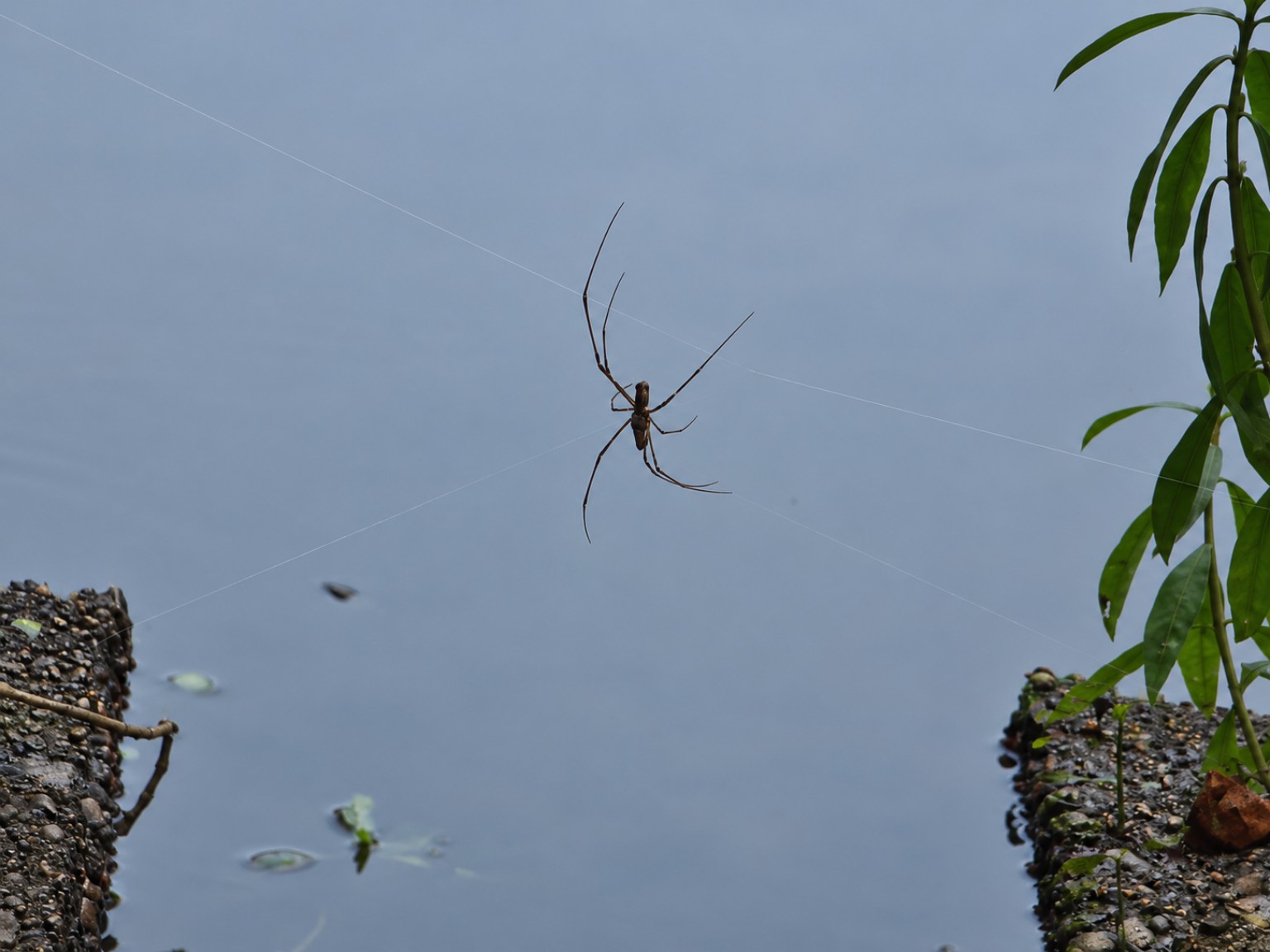 Spider suspended in its web above the water at Sheldon Lake