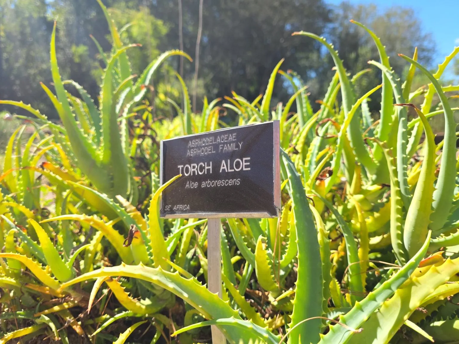 Aloe plant beside a plant label