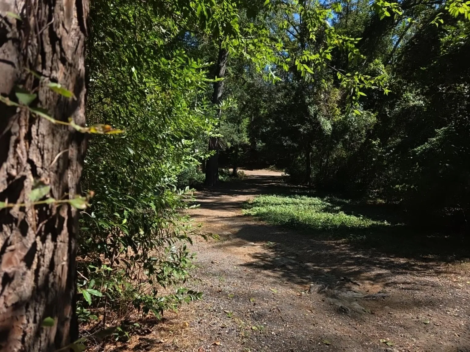 Garden path curving into shade under overhanging branches