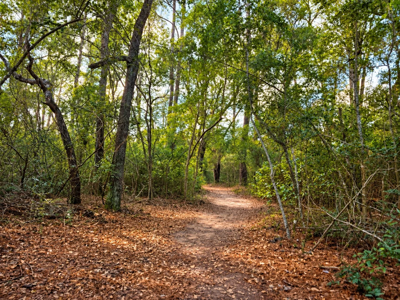 Narrow path through overhanging leaves and branches