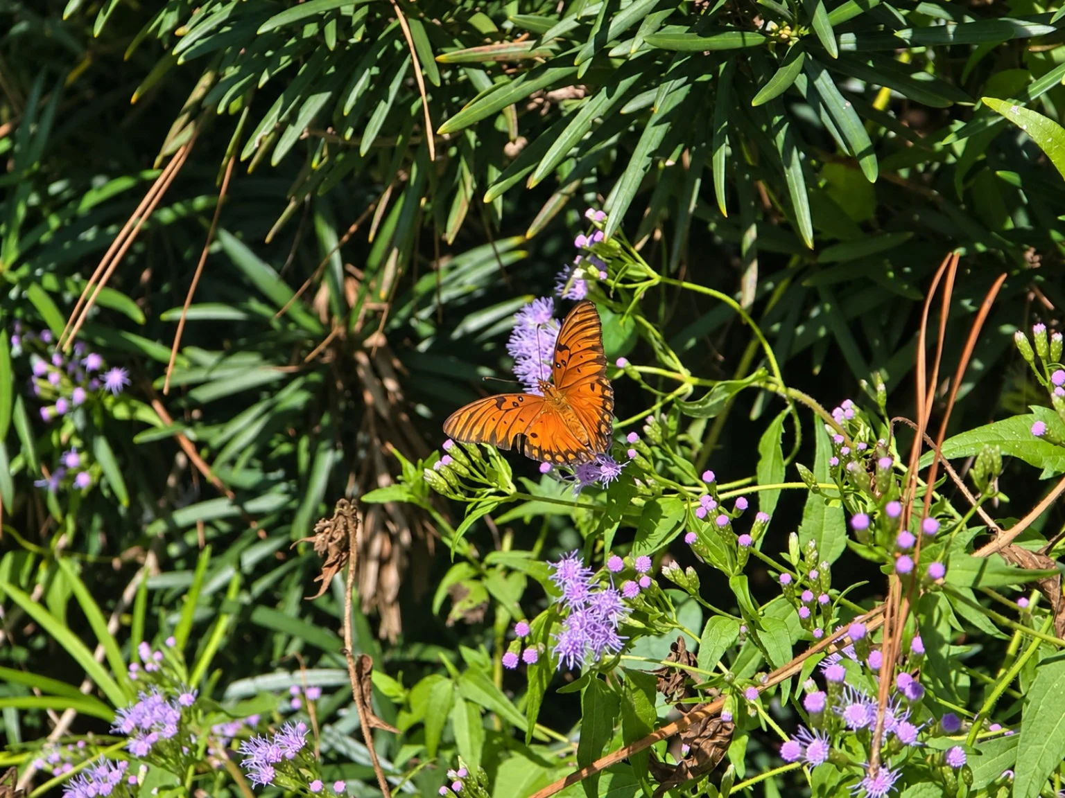 Orange butterfly visiting purple flowers