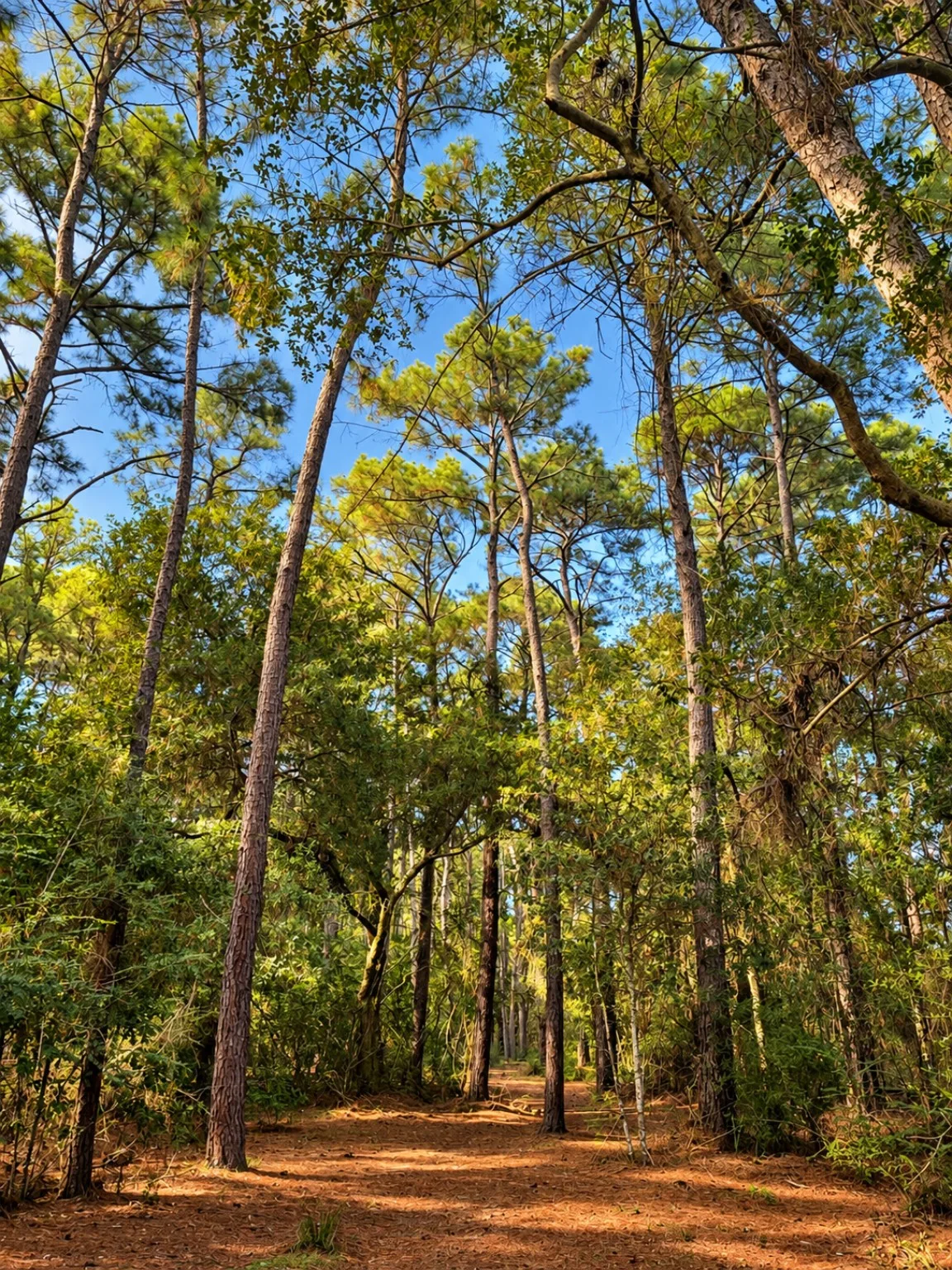 Looking up at tall trees above a trail
