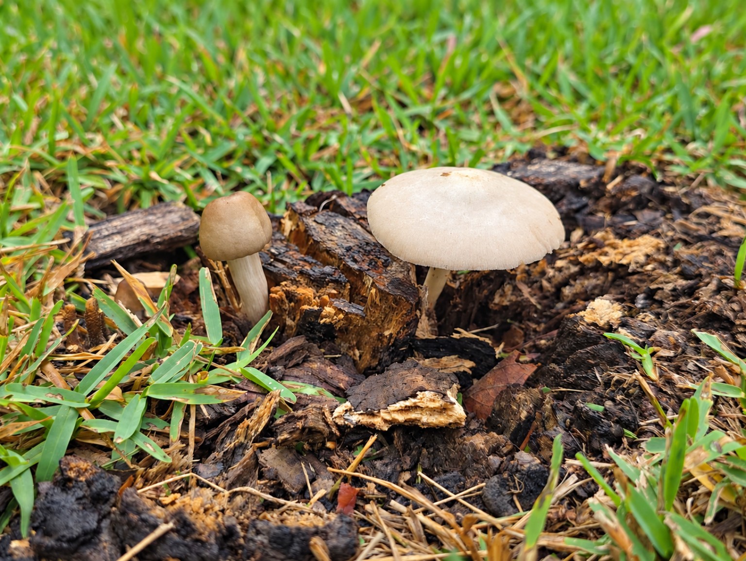 Two mushrooms growing from decaying wood among grass