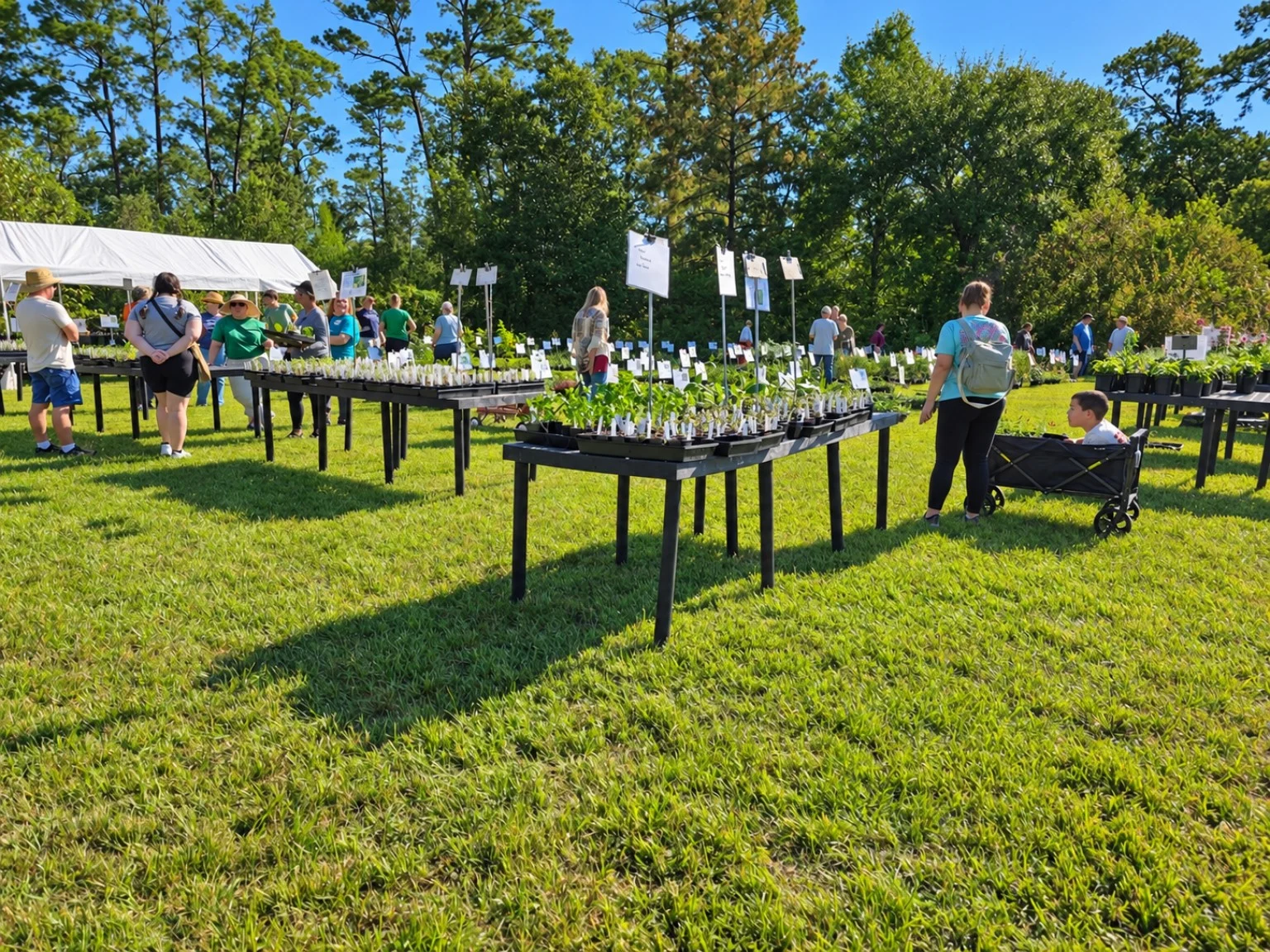 Plant sale with wagons and people