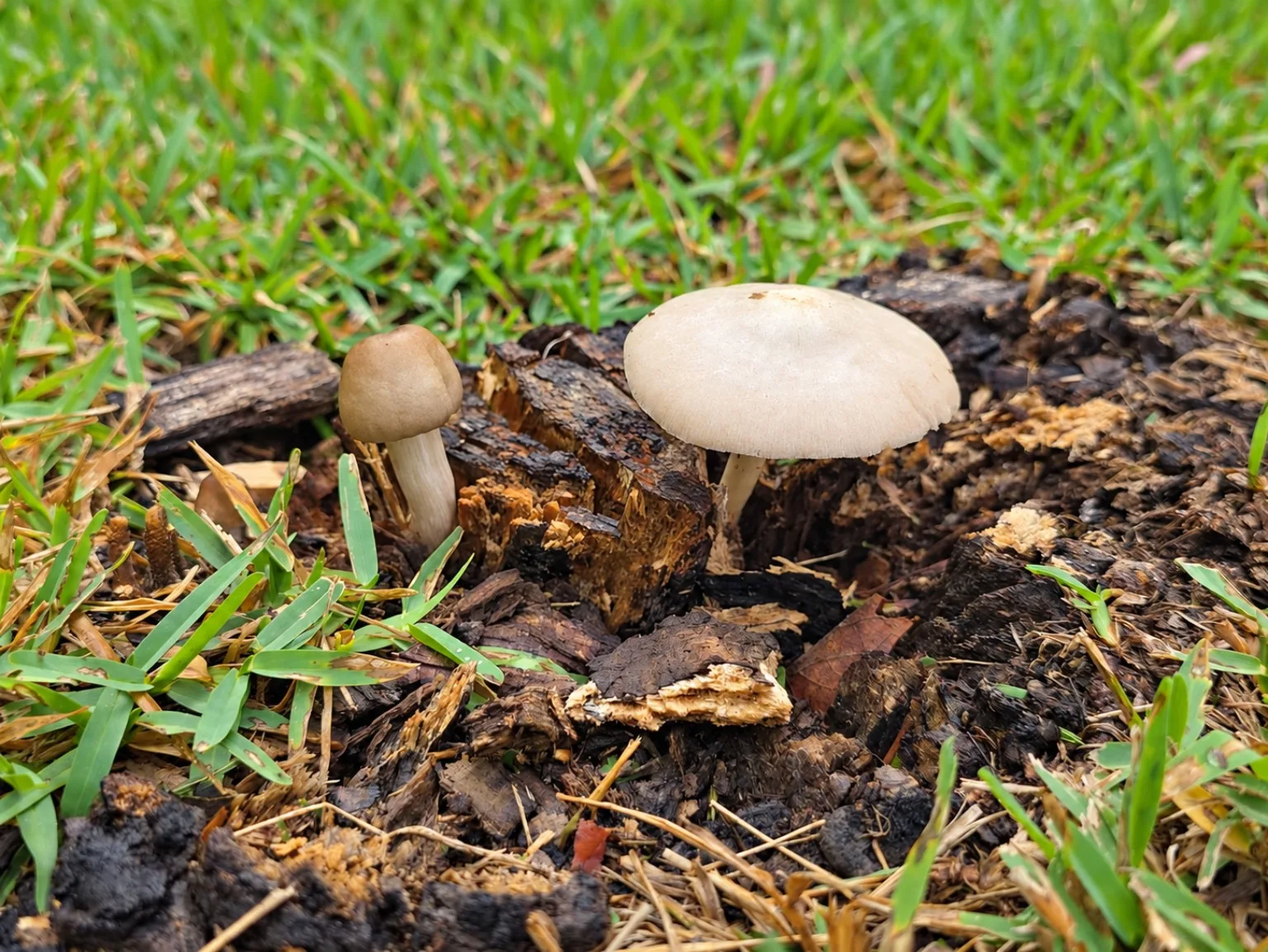 Two mushrooms growing through broken wood and grass