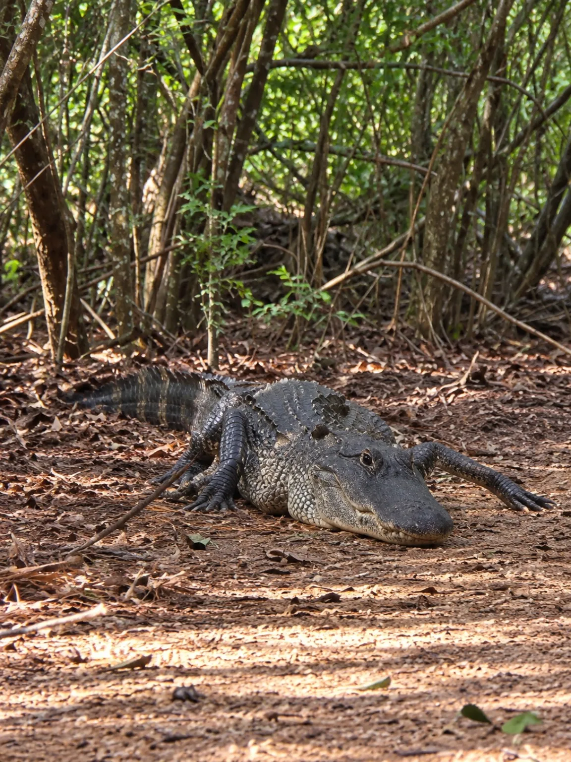 Close view of an alligator resting among fallen leaves