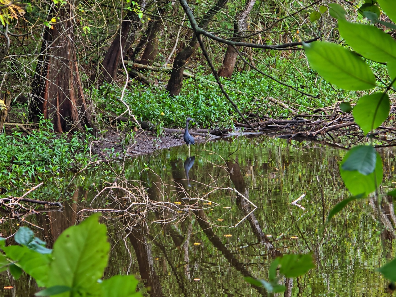 A wading bird standing in still water among trees at Sheldon Lake